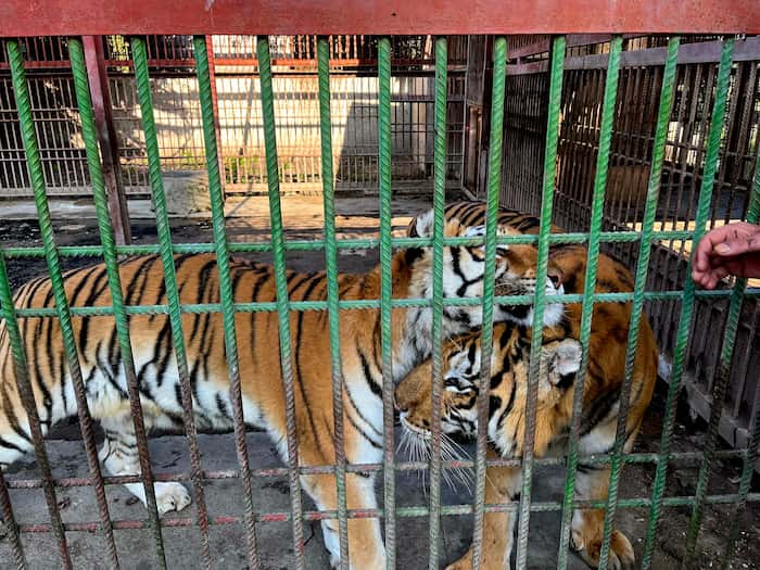 باغ حیاتوحش بابلسر